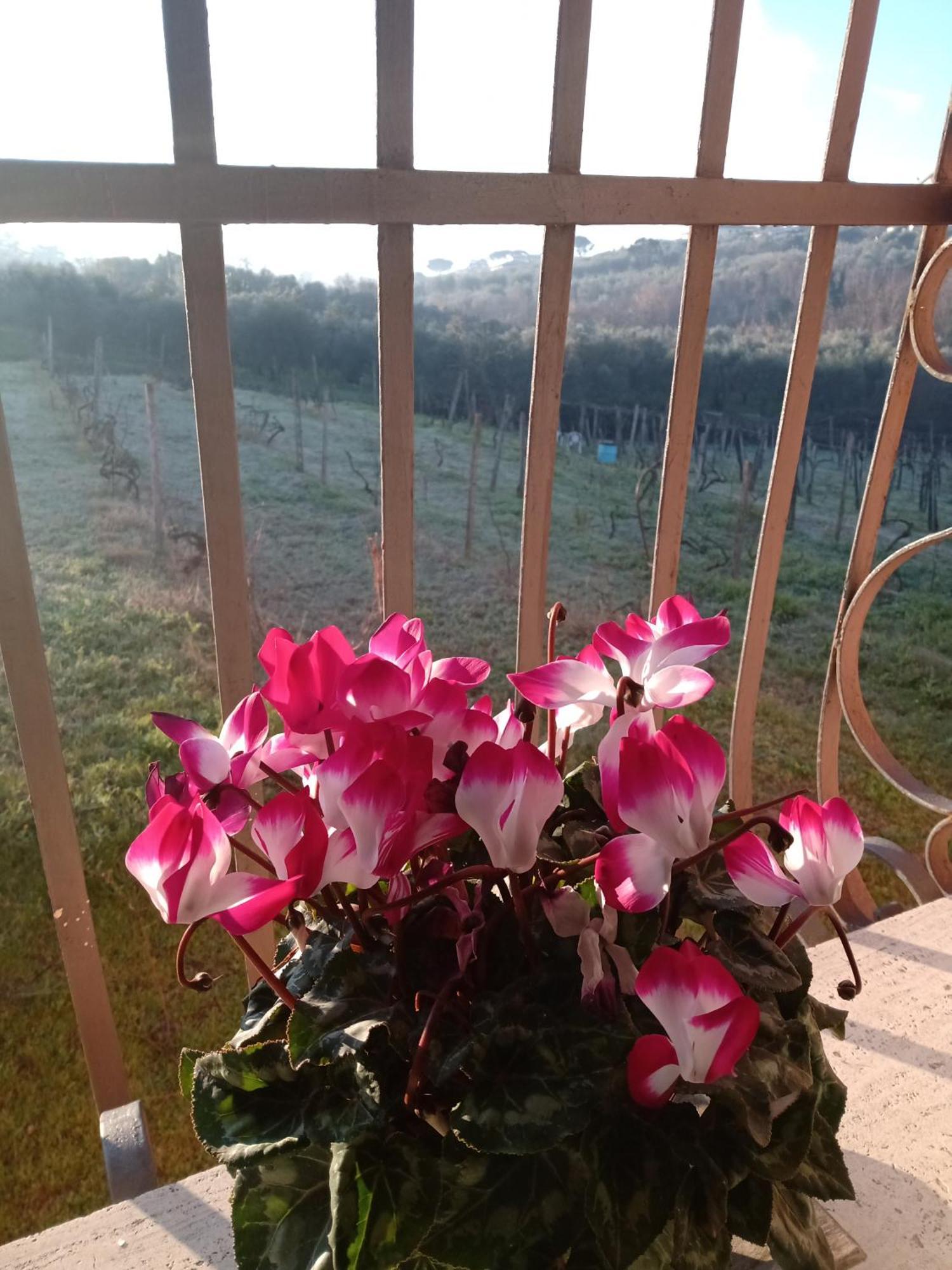 フラスカティ Poggio Agli Uliviヴィラ エクステリア 写真