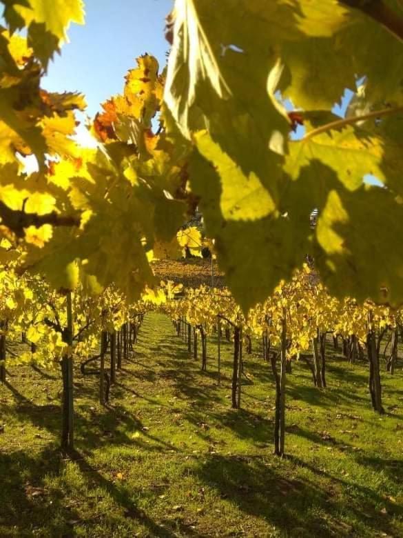 フラスカティ Poggio Agli Uliviヴィラ エクステリア 写真