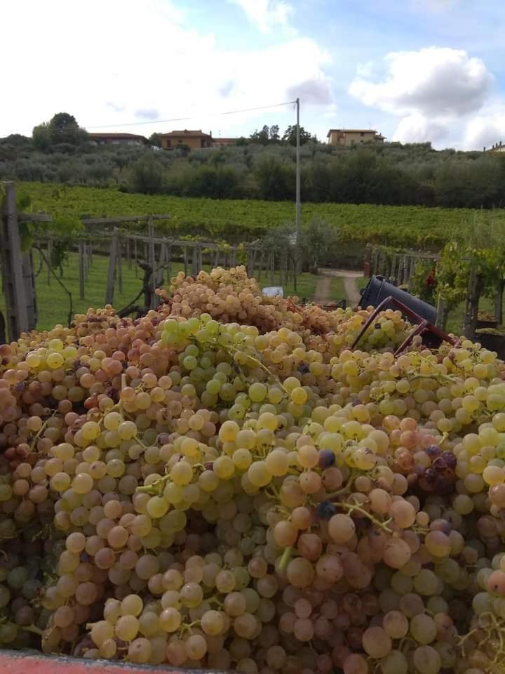 フラスカティ Poggio Agli Uliviヴィラ エクステリア 写真