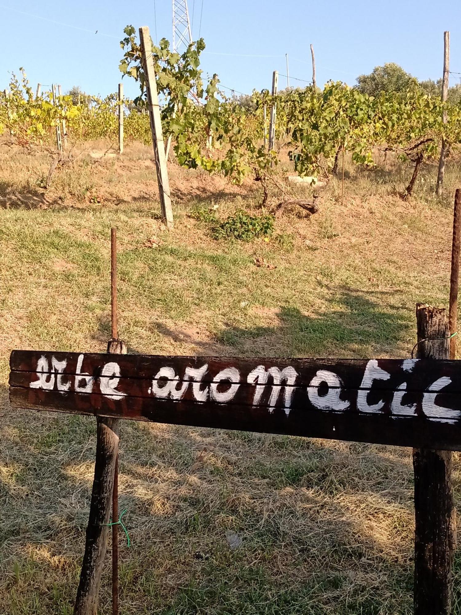 フラスカティ Poggio Agli Uliviヴィラ エクステリア 写真